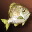 Small Yellow Fat Fish - Upper Grade
