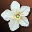 Hanellin's White Flower