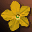 Hanellin's Yellow Flower